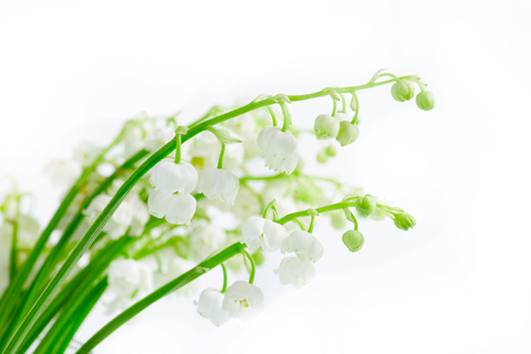 Muguet